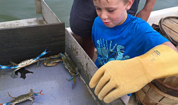 Belle Isle boy with crab Belle Isle boy with crab
