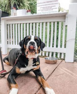 Dog-friendly patio at The Local