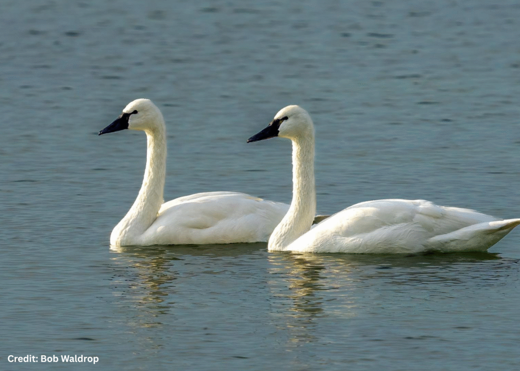Tundra Swan Pair in Virginia’s River Realm by Bob Waldrop