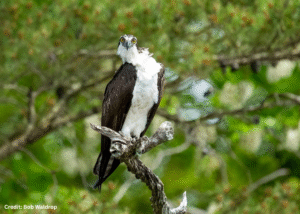 Osprey Chesapeake Bay
