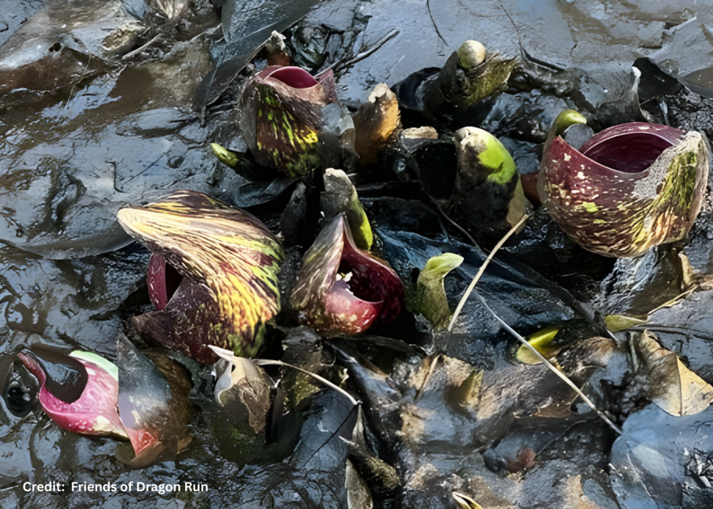 Eastern Skunk Cabbage