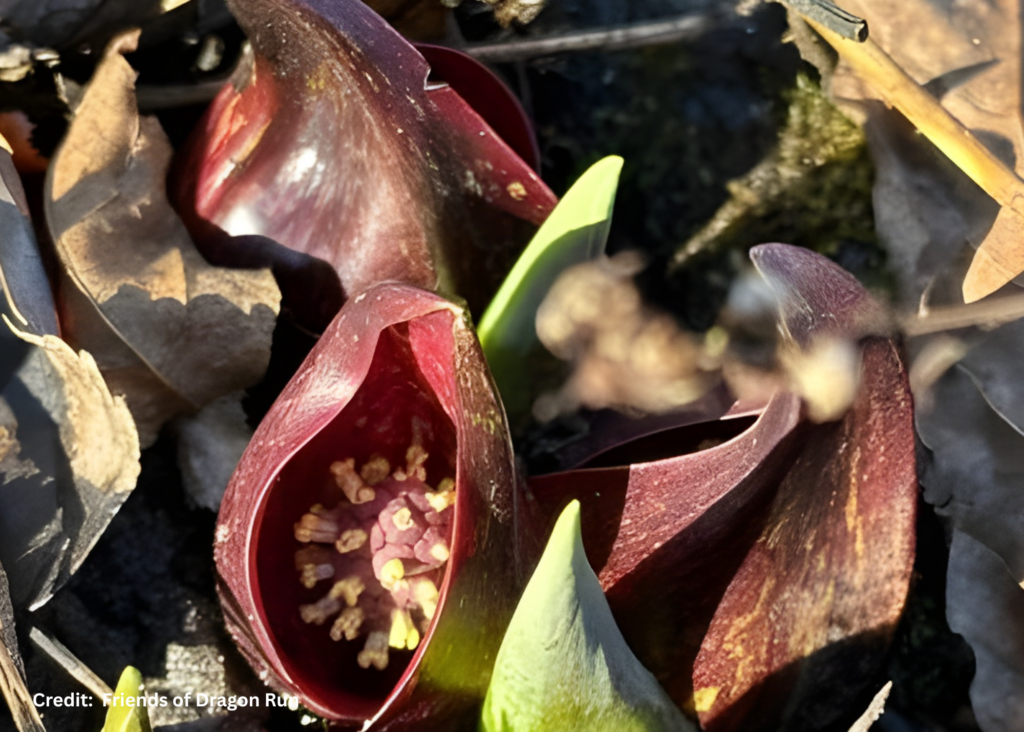 Eastern SKunk Cabbage