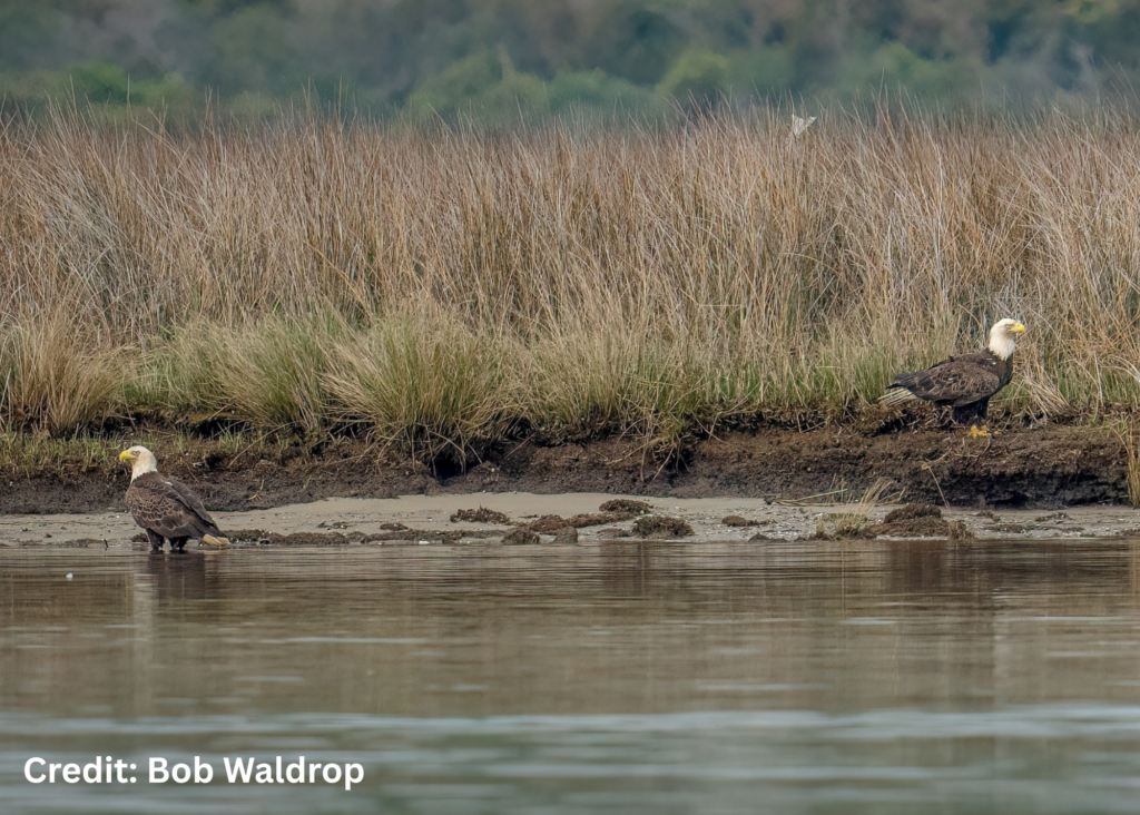 Bald Eagles in Virginia's River Realm