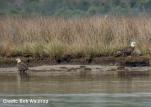 Bald Eagles in Virginia's River Realm
