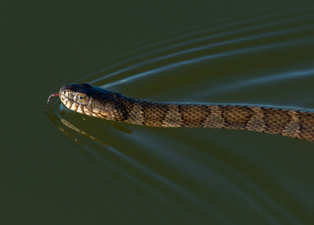 Northern Water Snake