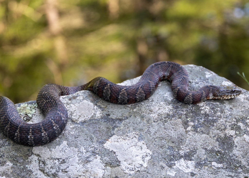 Northern Water Snake