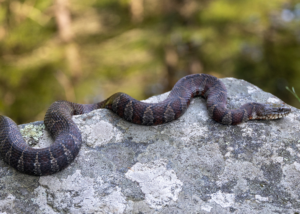 Northern Water Snake