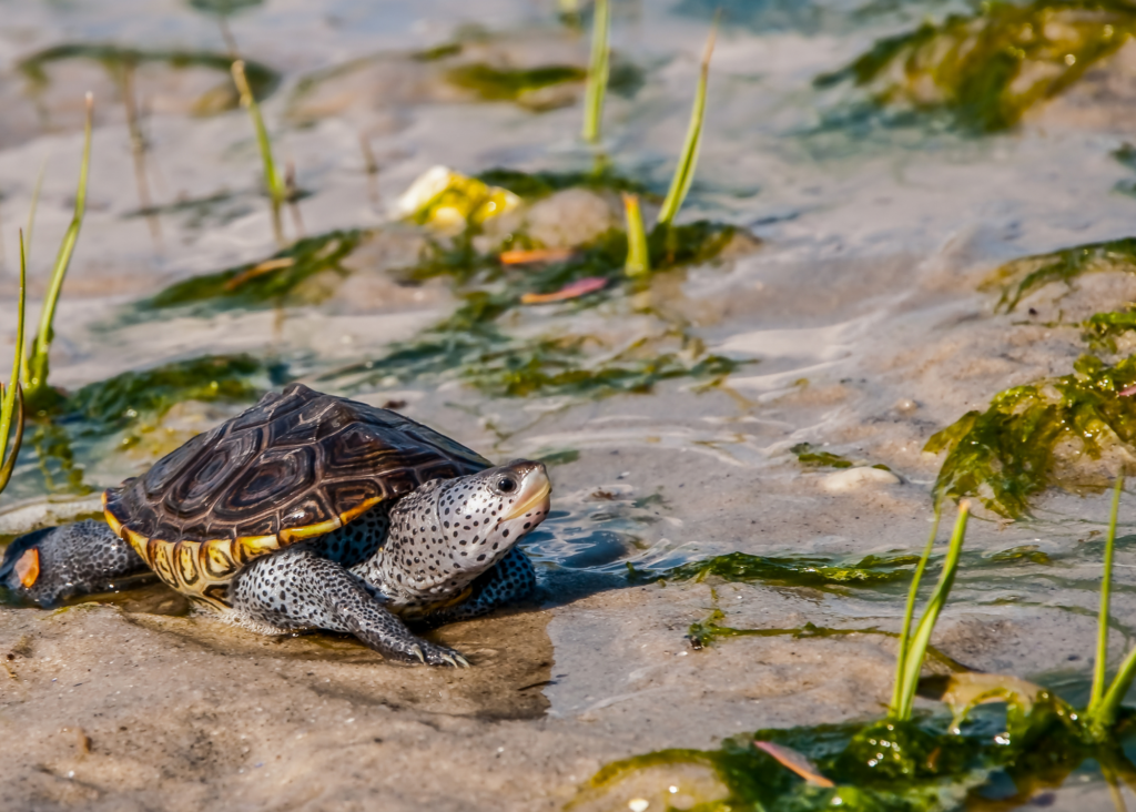 Diamonback Terrapin