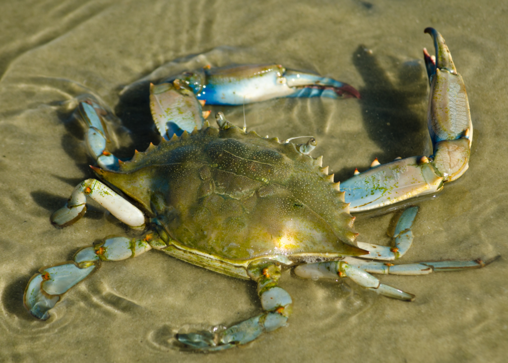 Male Blue Crab Virginia