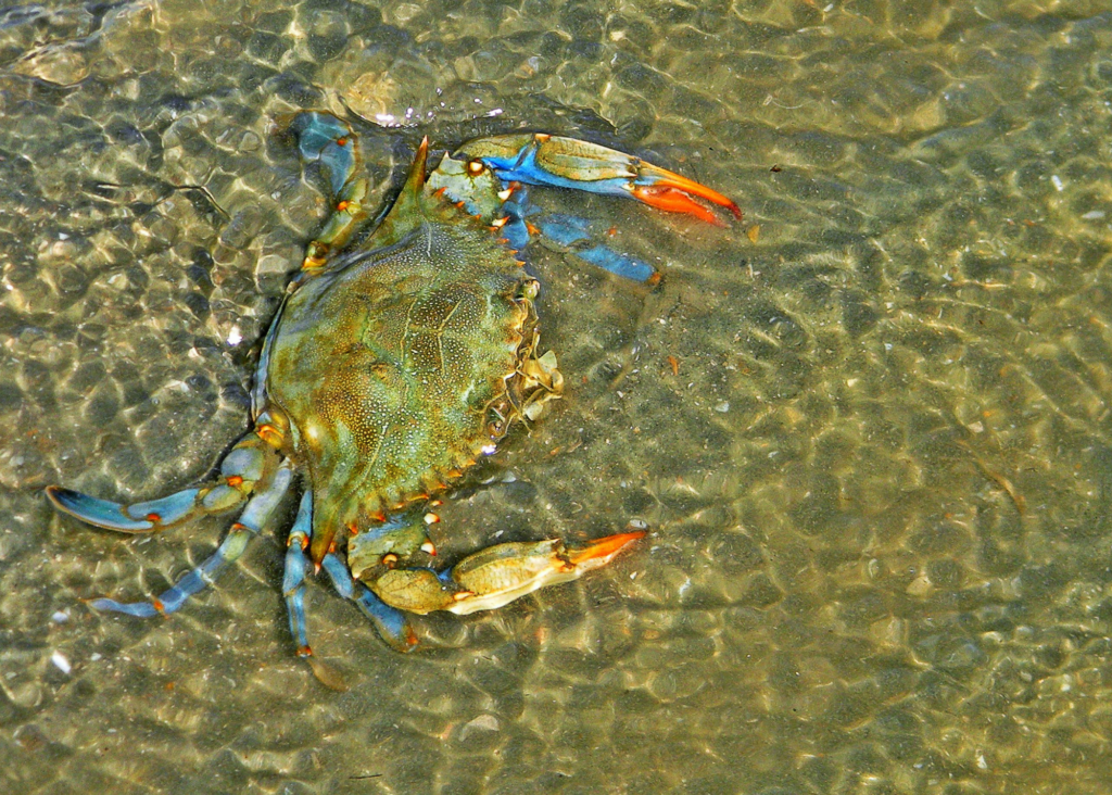 Female Blue Crab Virginia