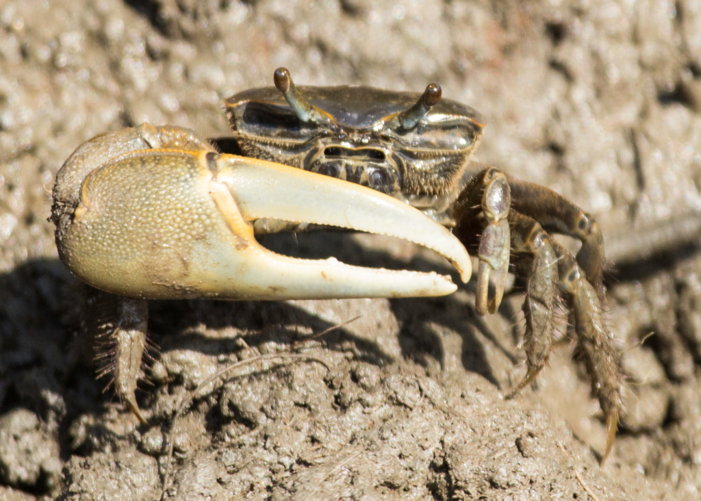Fiddler Crabs Virginia's River Realm