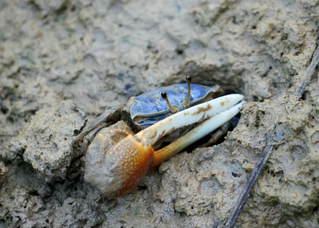 Fiddler Crabs Virginia's River Realm