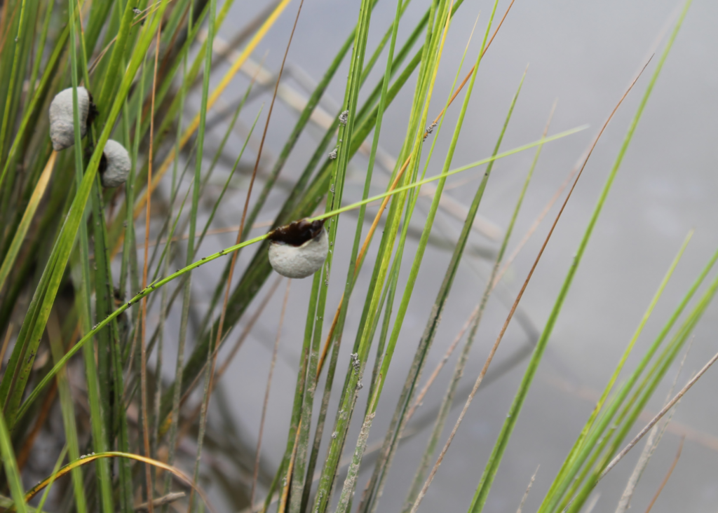 Marsh Periwinkle