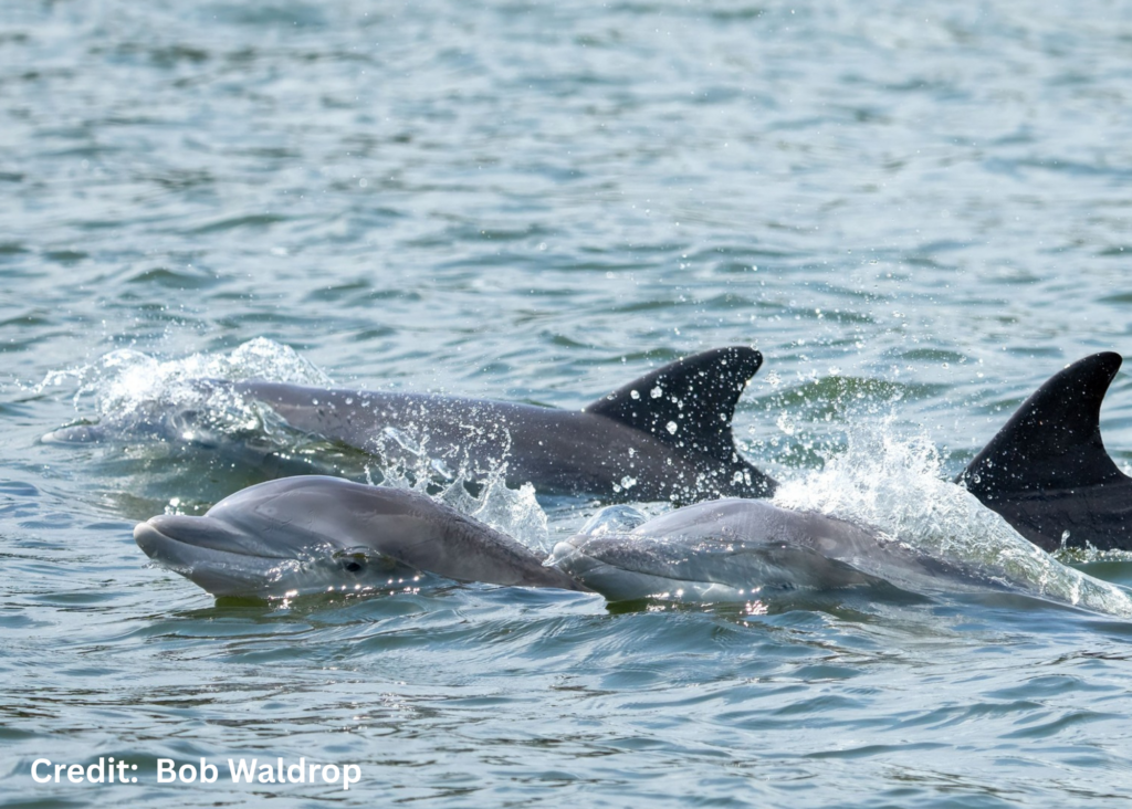 Bottlenose Dolphin on the Chesaeapeake Bay