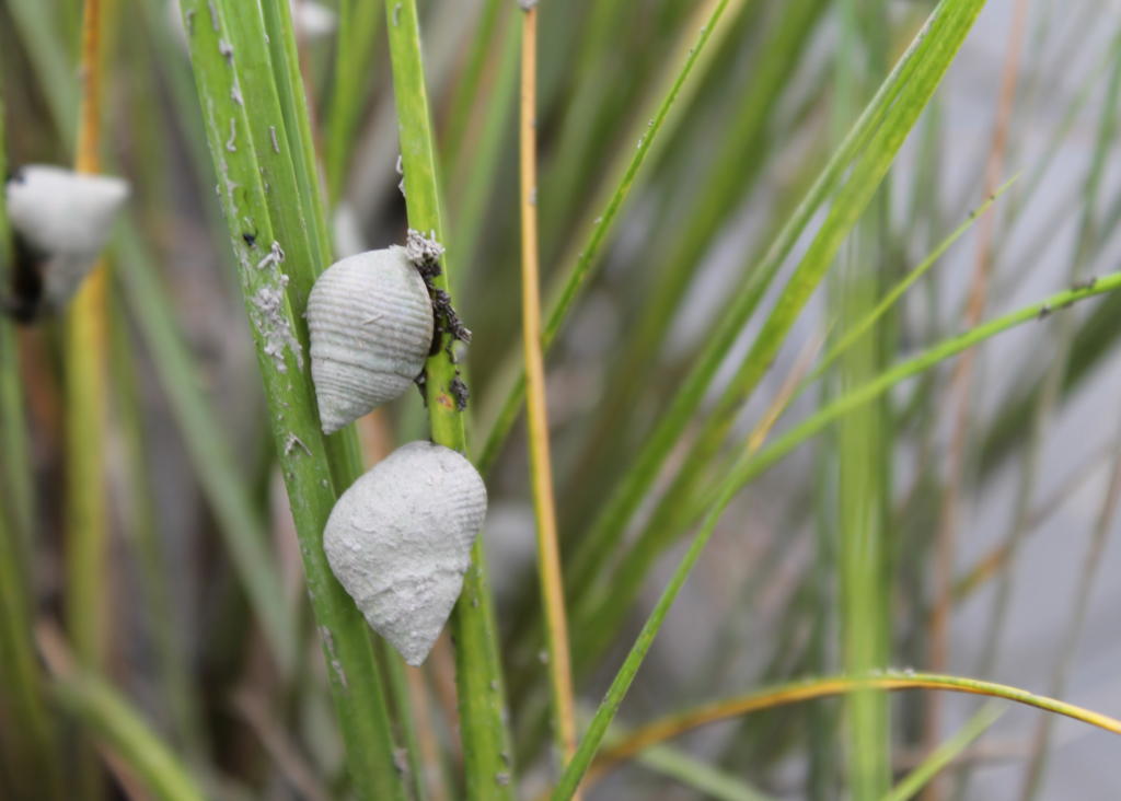 Marsh Periwinkle