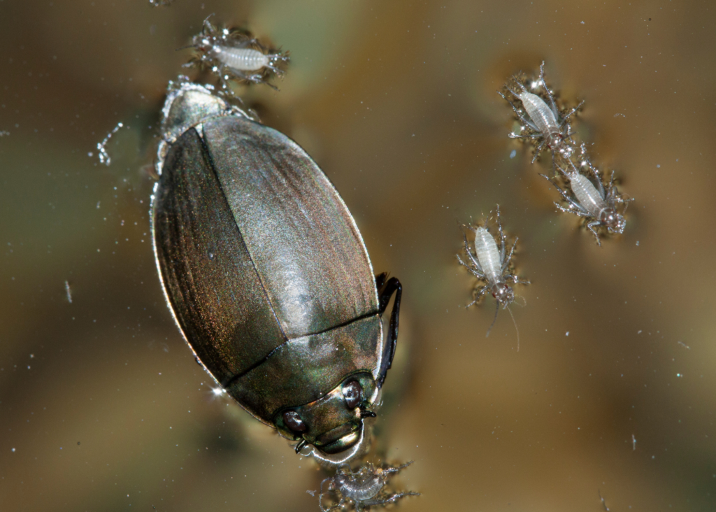 Whirligig Beetles