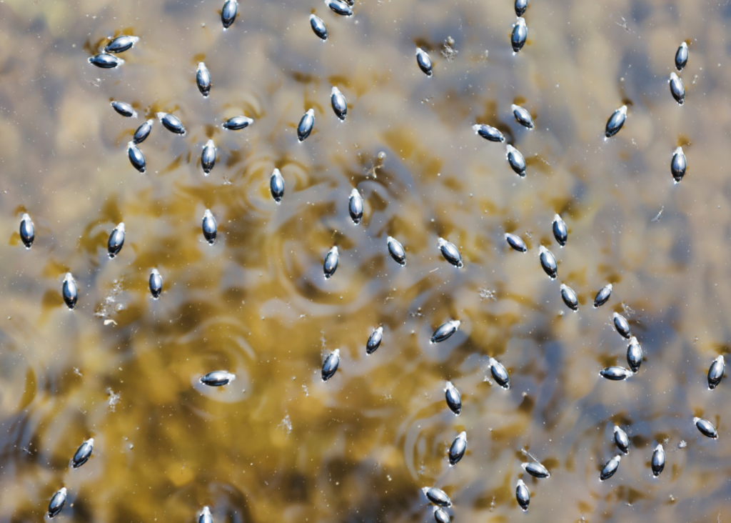 Whirligig Beetles
