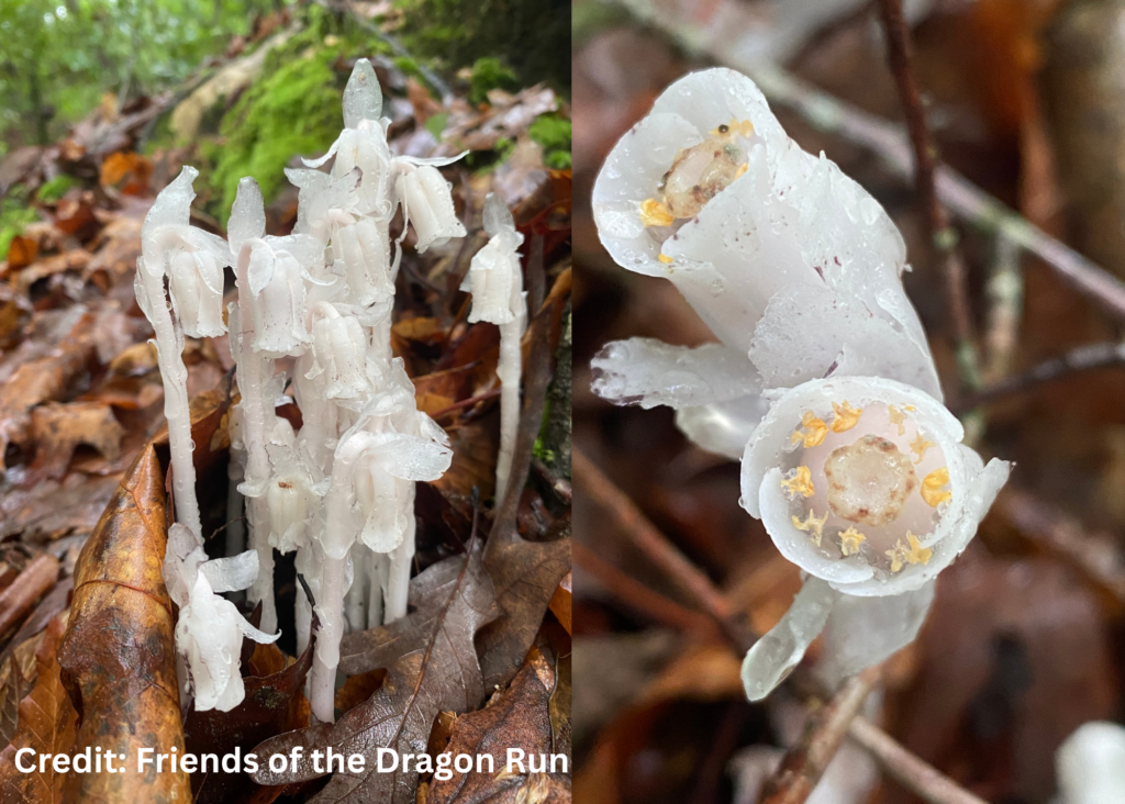 Ghost Pipes Where to Find