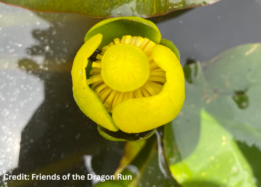 Spatterdock