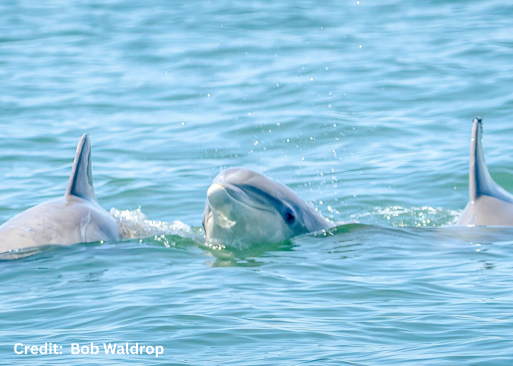 Where to spot Dolphin on the Chesapeake Bay