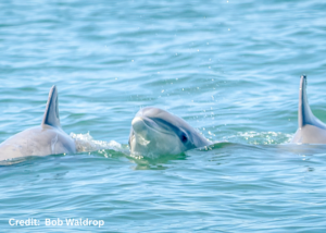 Where to spot Dolphin on the Chesapeake Bay