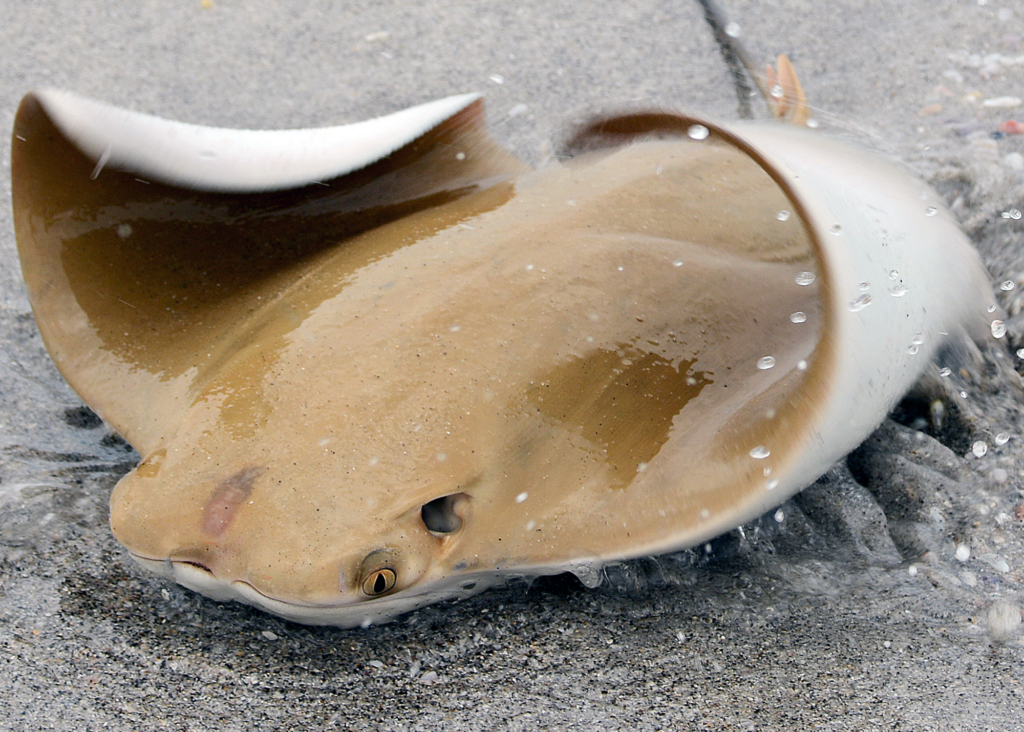 Cownose Ray