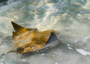 Cownose Ray