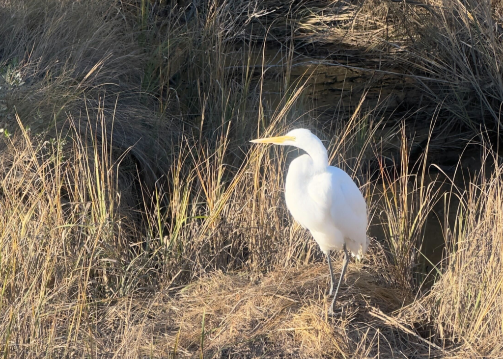 Great Egret