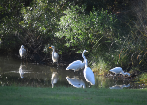 Great Egret