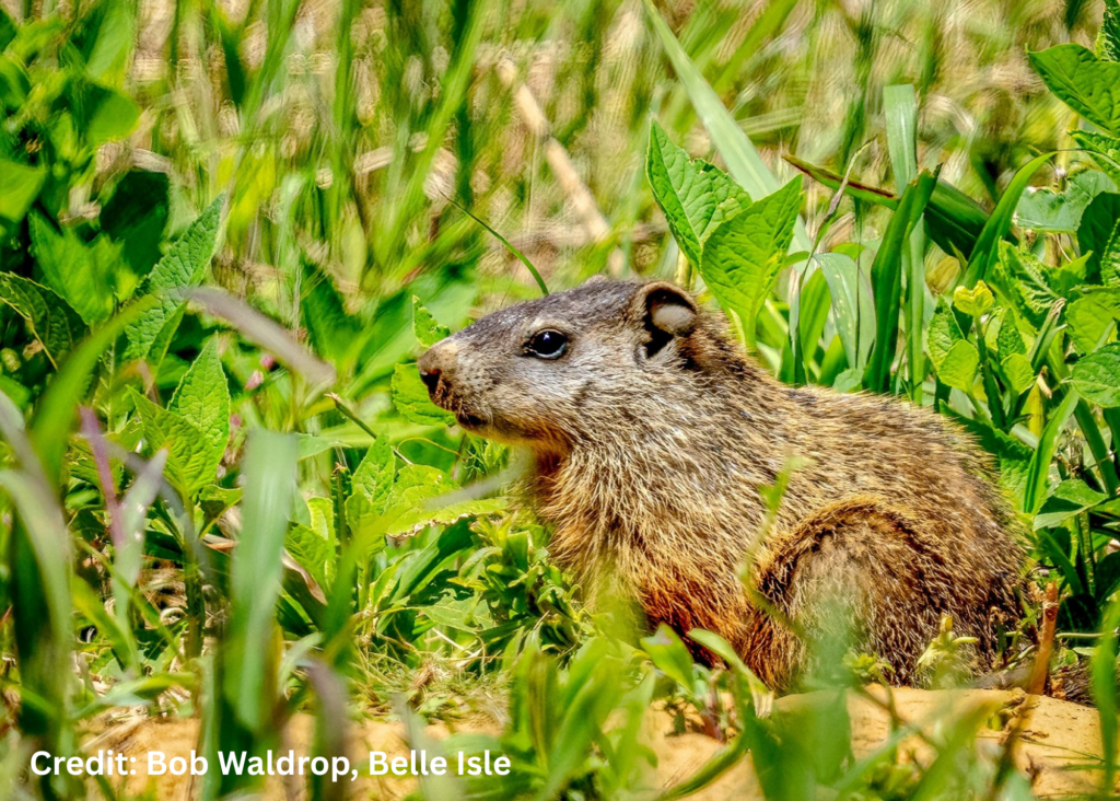 Groundhog at Belle Isle State Park