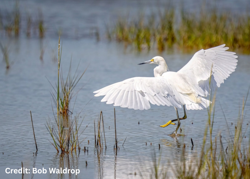 Snowy Egret in Virginia | Bob Waldrop