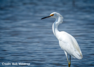 Snowy Egret in Virginia | Bob Waldrop