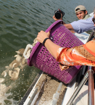 If you eat oysters, then you can help clean the Bay!
